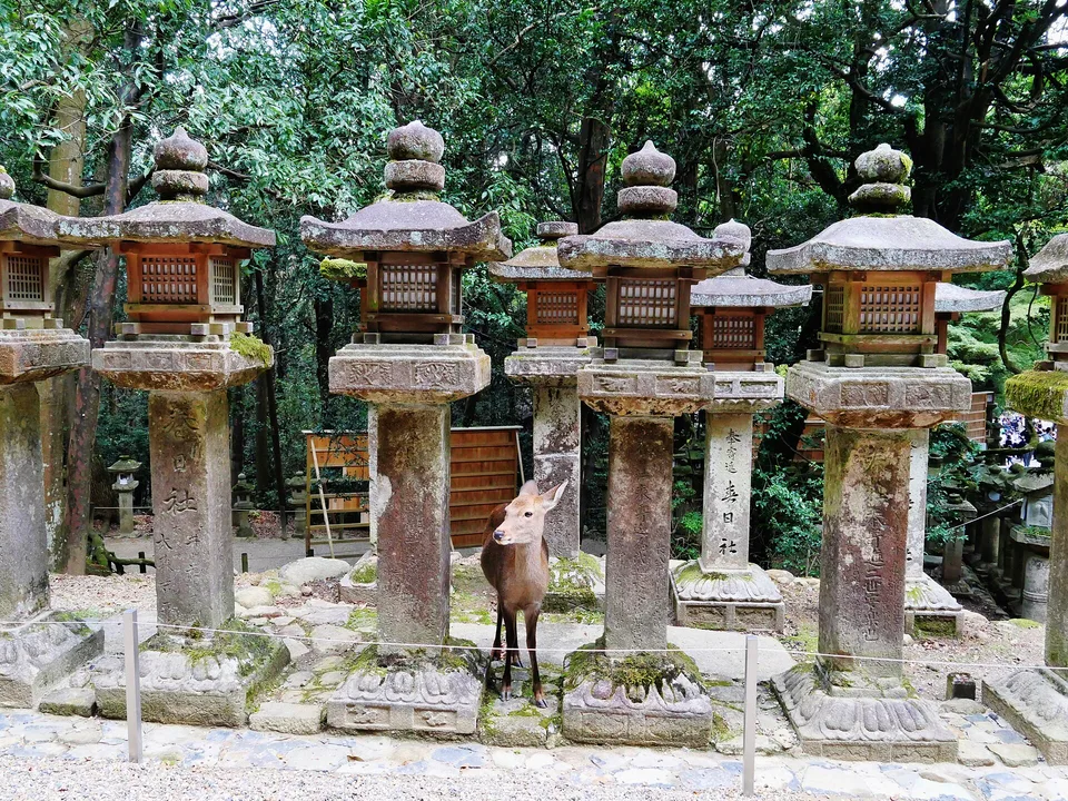 Касуга-тайся — фото 2